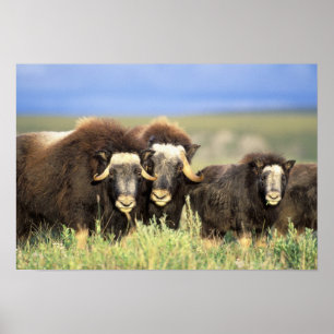 A group of muskoxen browse on willow shrubs on poster