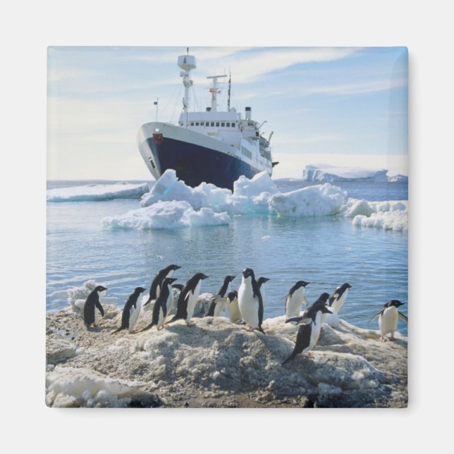 A Group Of Penguins Standing On An Icy Beach Magnet (Front)