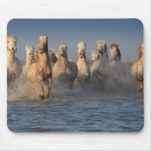 A Group Of White Horses In The Camargue Region Mouse Pad