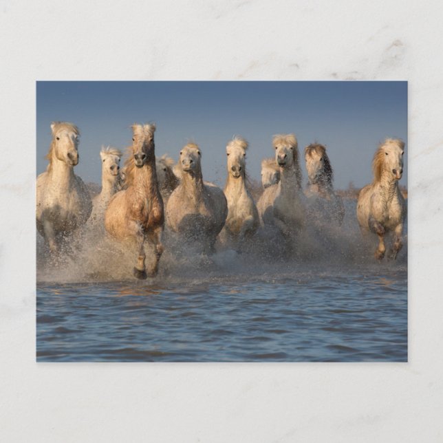 A Group Of White Horses In The Camargue Region Postcard (Front)