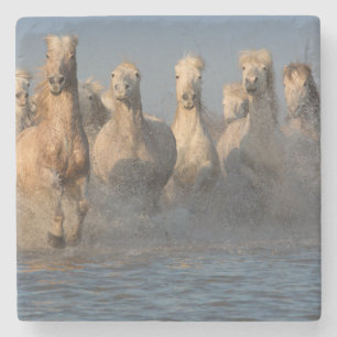 A Group Of White Horses In The Camargue Region Stone Coaster