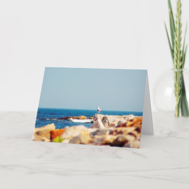 A Gull's Post Card (Front)