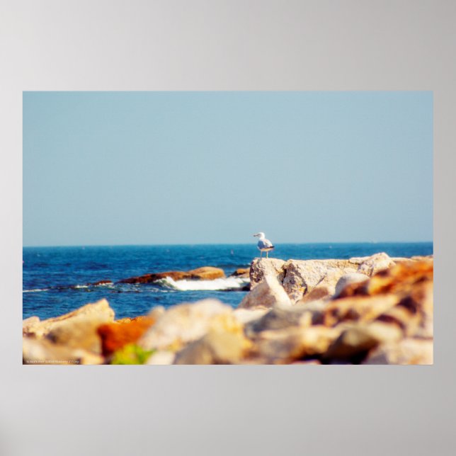 A Gull's Post Poster (Front)