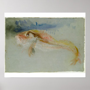 A Gurnard Poster
