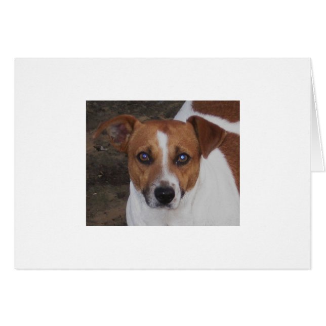 A. H. Airheart, Jack Russell, Mouse & Rat Killer (Front Horizontal)