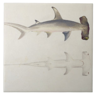 A Hammer-headed Shark, Loheia, formerly attributed Tile