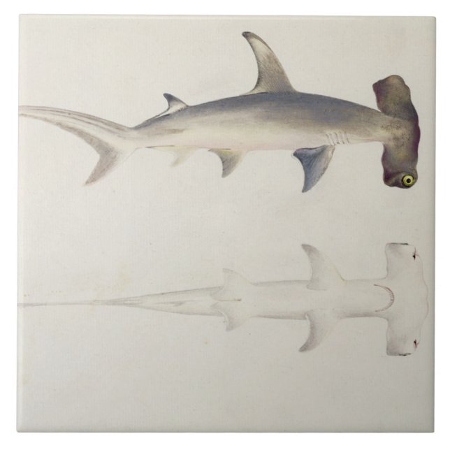 A Hammer-headed Shark, Loheia, formerly attributed Tile (Front)