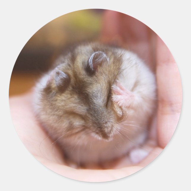 A Hamster Headache Classic Round Sticker (Front)