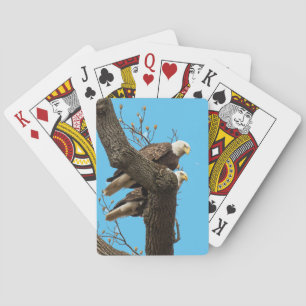 A Happy (?) Eagle Couple Playing Cards