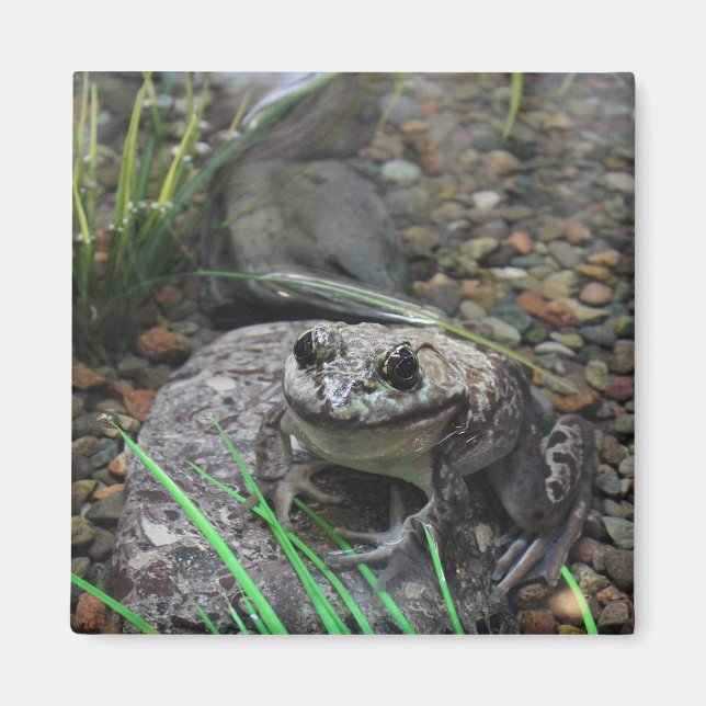 A Happy Frog Magnet (Front)