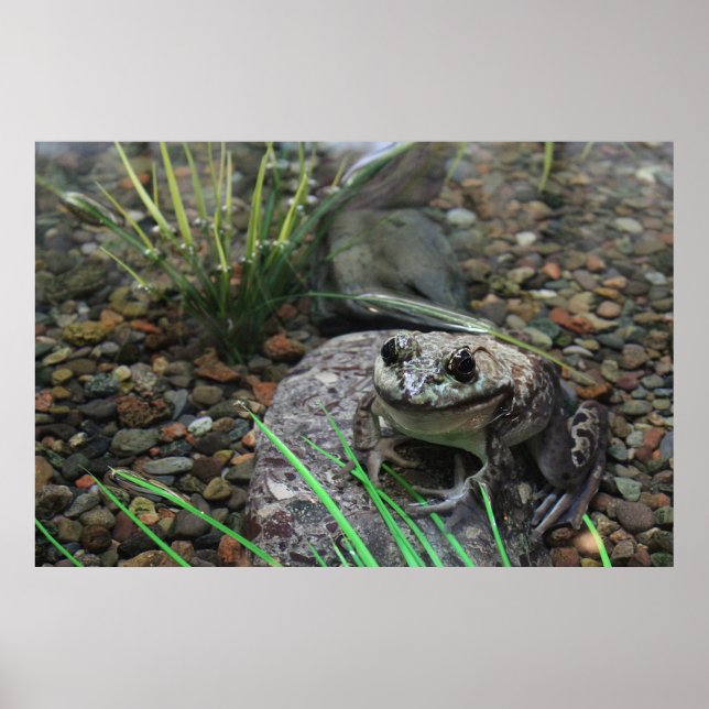 A Happy Frog Poster (Front)