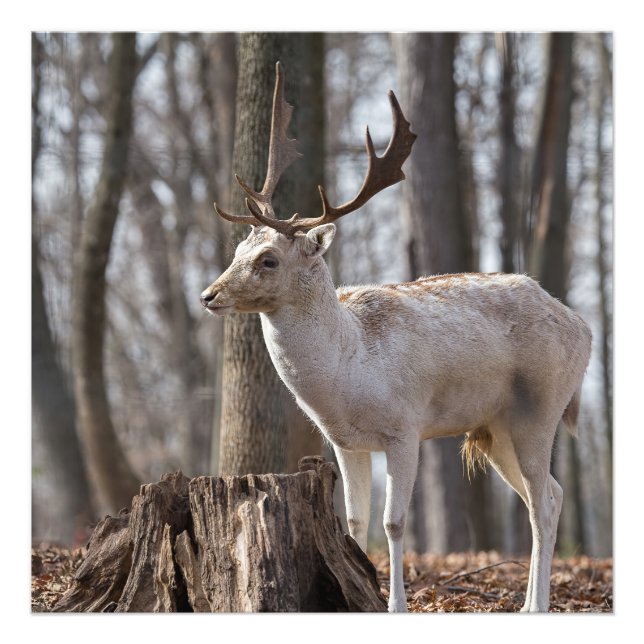 A Happy Little Fallow - Deer Photo Print (Front)