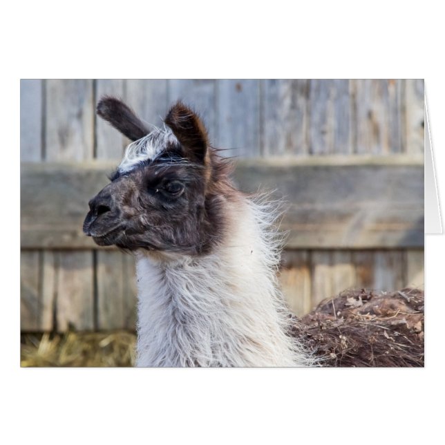 A Happy Llama (Front Horizontal)
