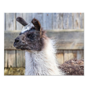 A Happy Llama Photo Print