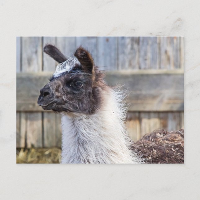 A Happy Llama Postcard (Front)
