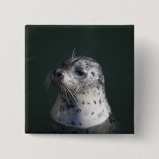 A harbour seal 15 cm square badge (Front)