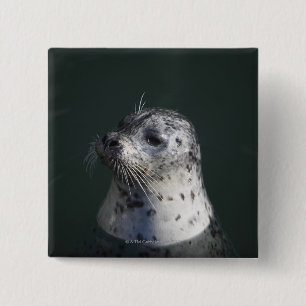 A harbour seal 15 cm square badge