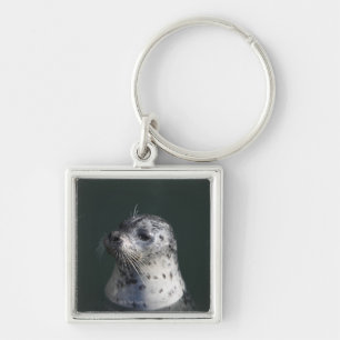 A harbour seal key ring