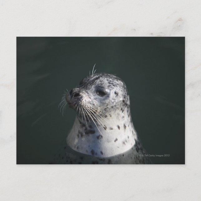 A harbour seal postcard (Front)