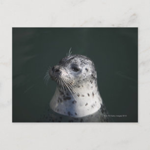 A harbour seal postcard