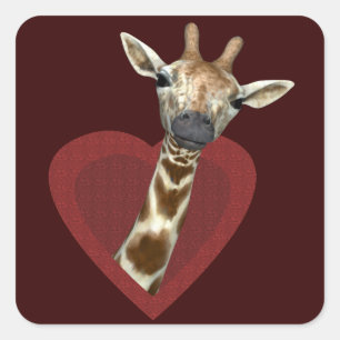 A Heart For Giraffes Square Sticker