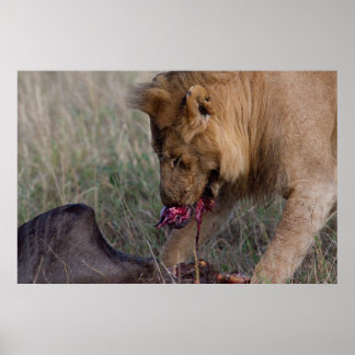 A Heartful Lion Poster