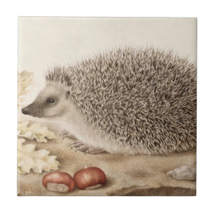 A Hedgehog in a Landscape by Giovanna Garzoni Ceramic Tile