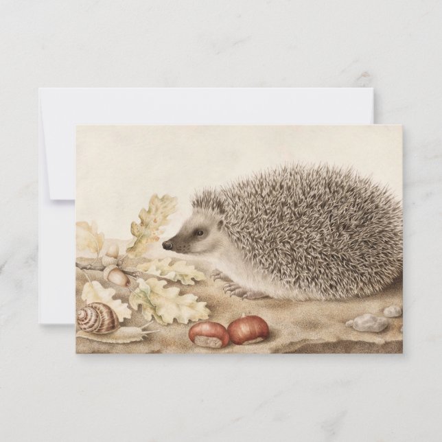 A Hedgehog in a Landscape by Giovanna Garzoni Thank You Card (Front)