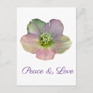 A Hellebore, a Lenten Rose Postcard