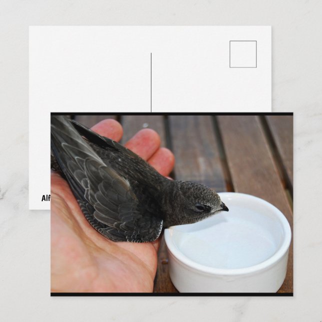 A Helping Hand Postcard (Front/Back)