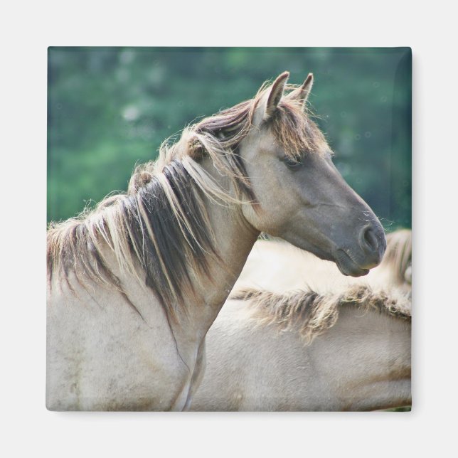 A herd of Brumby Horses from Australia Magnet (Front)