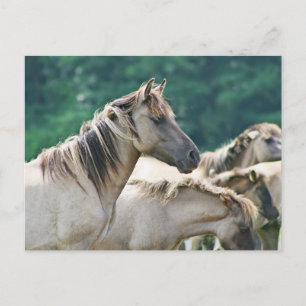 A herd of Brumby Horses from Australia Postcard