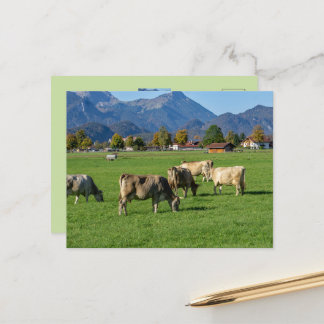 A herd of cows in Allgäu, Bavaria, Germany  Postcard