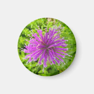 A Hint of Z "Fuschia Burst Floral" magnet