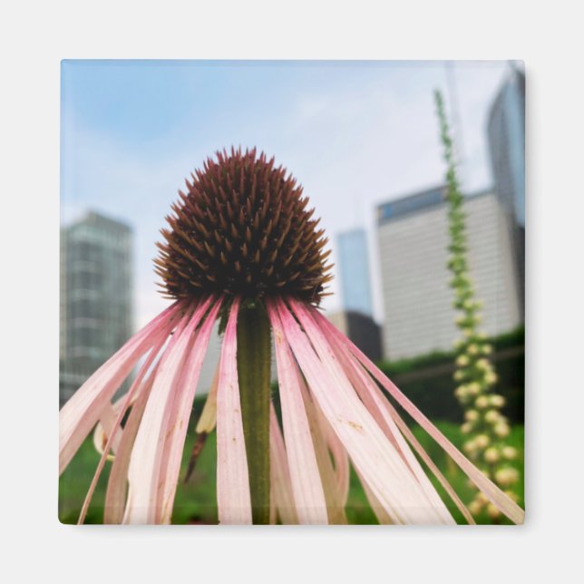 A Hint of Z "Pink and White Floral" magnet (Front)