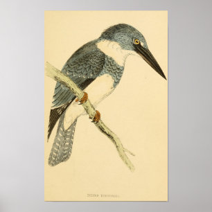 A history of British birds 1863 BELTED-KINGFISHER Poster