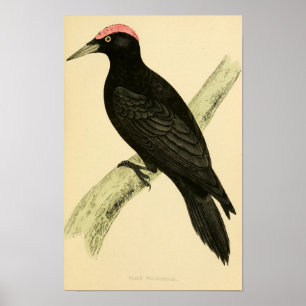 A history of British birds 1863 BLACK WOODPECKER Poster