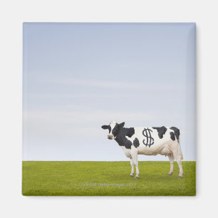 A Holstein Dairy cow with spots in the shape of Magnet