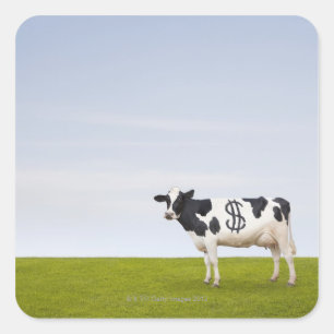 A Holstein Dairy cow with spots in the shape of Square Sticker