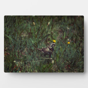 A Horned Lark Plaque