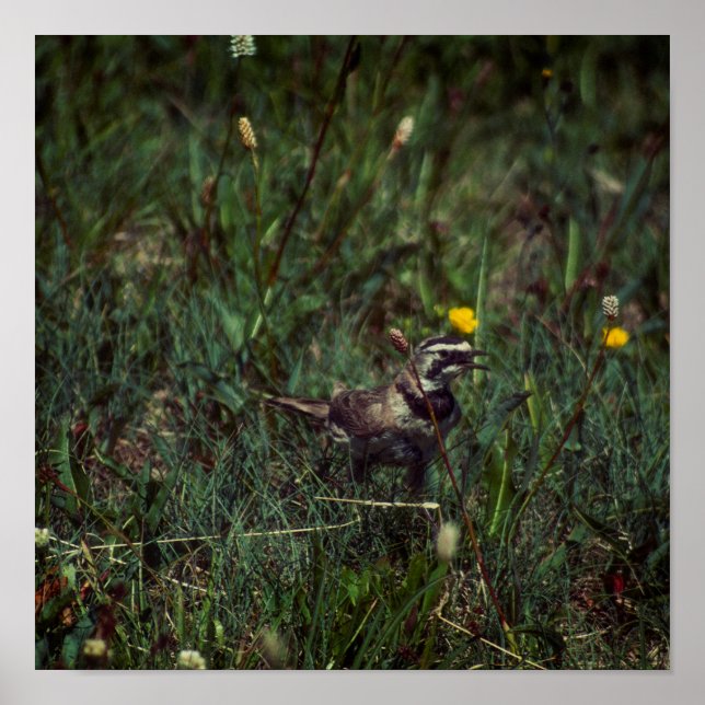 A Horned Lark Poster (Front)