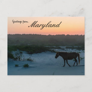 A Horse at Sunset on Assateague Island Maryland Postcard