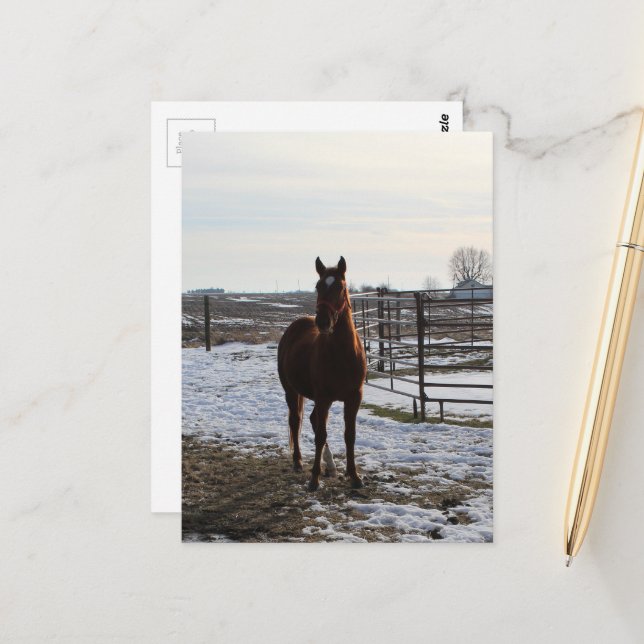 A Horse Gelding in Winter With Snow Postcard (Front/Back In Situ)