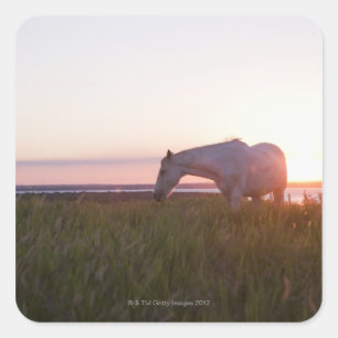 A horse in a field square sticker