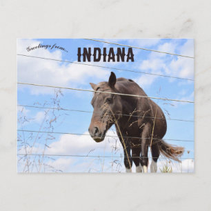 A Horse in Columbus Indiana Postcard