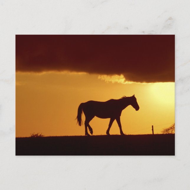 A horse in the sunset postcard (Front)