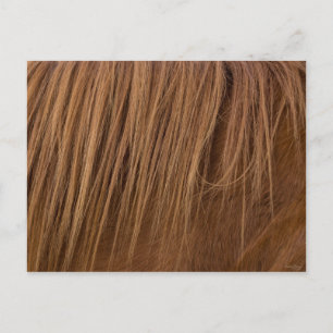 A Horse Mane Postcard