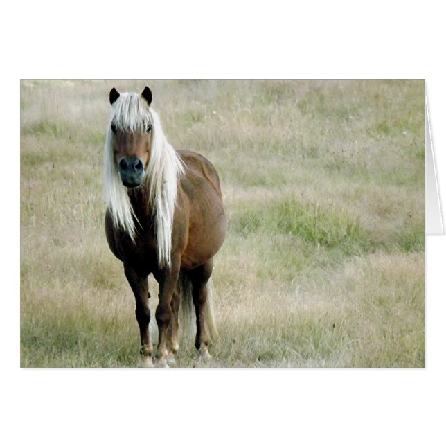 A Horse, of Course... (Front Horizontal)