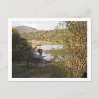 a horse postcard