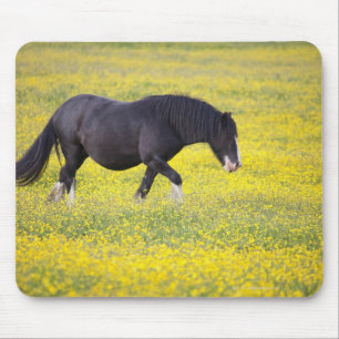 A Horse Walking In A Field Of Yellow Flowers Mouse Pad